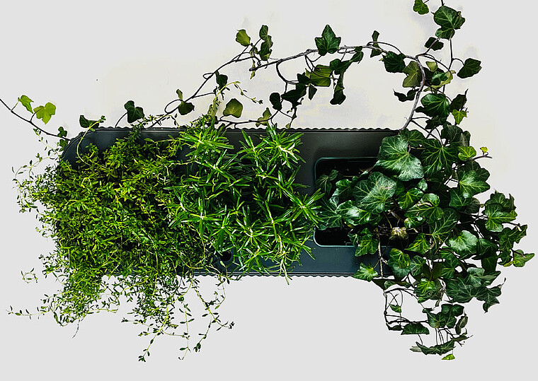 Blumenkasten mit Efeu und immergrün bepflanzt von oben